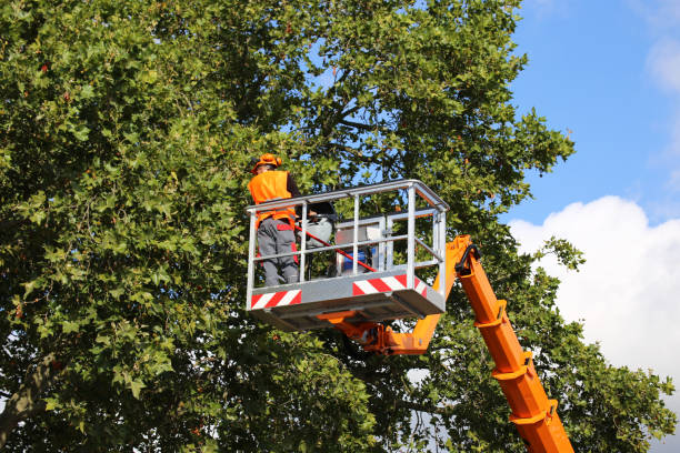 Best Seasonal Cleanup  in Palm Beach, FL